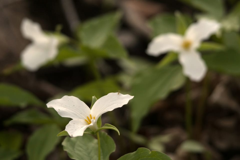 Poetry Analysis: Trillium | Louise Glück’s The Wild Iris